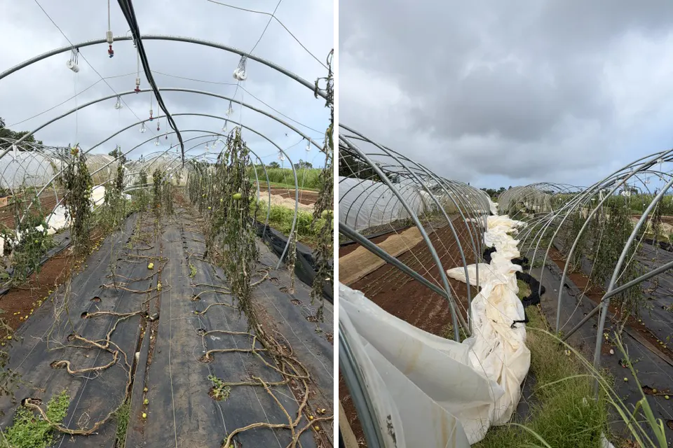 kauai-hurricane-damage-farms-beds