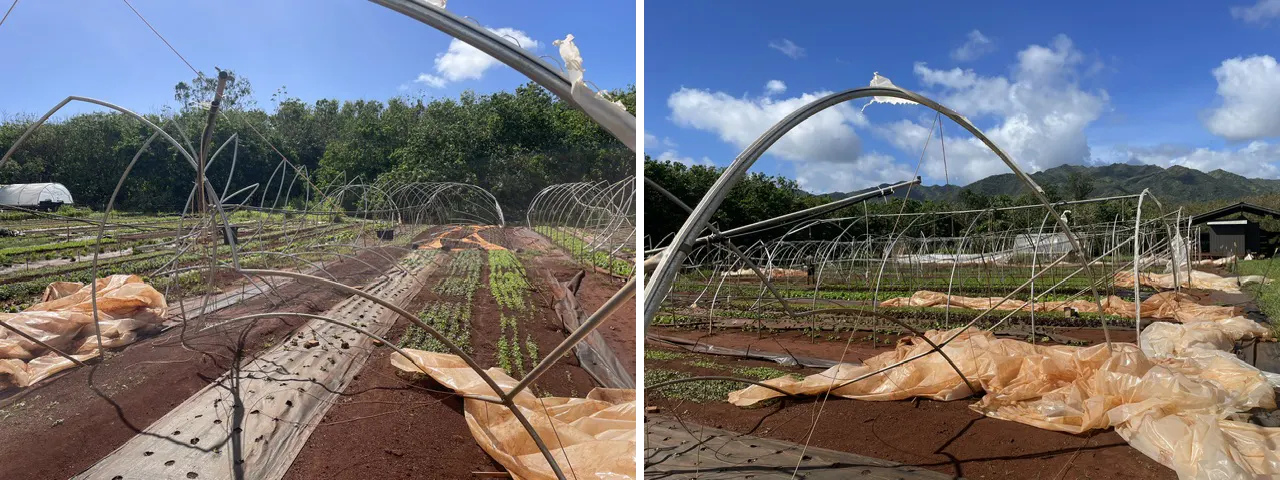 kauai-hurricane-damage-farms